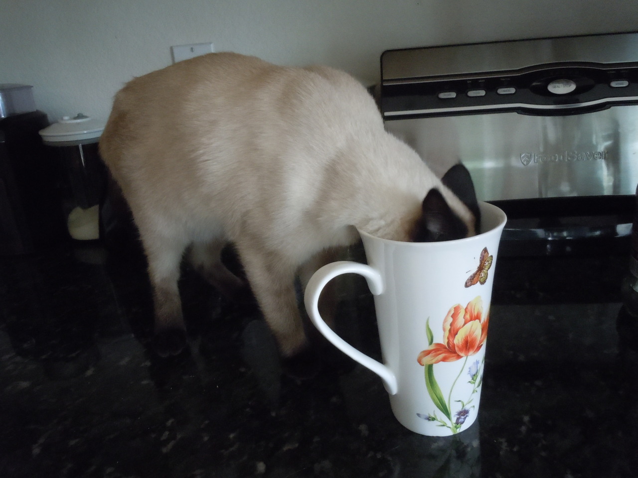 getoutoftherecat:  get out of there cat. i did not ask for extra hair in my milk.