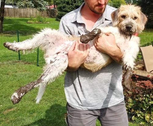 After all the flooding rain at least Daisy is having a good time making mudpies!..#mudding #mudpuppy