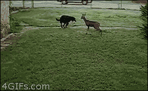 For animated GIFs