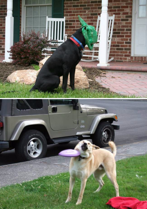 tastefullyoffensive:Dogs Who’ve Just Made Poor Life Choices (photos via distractify)Previously: Cats