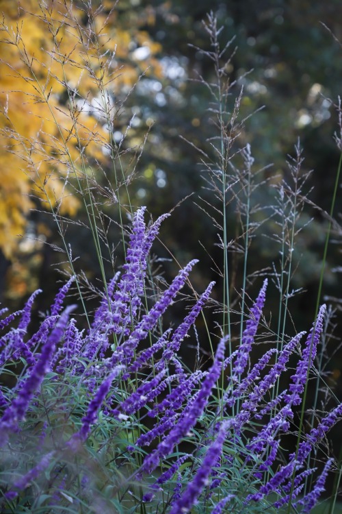 Last color display for this year. Killing frost is on its way soon. Savoring this moment!