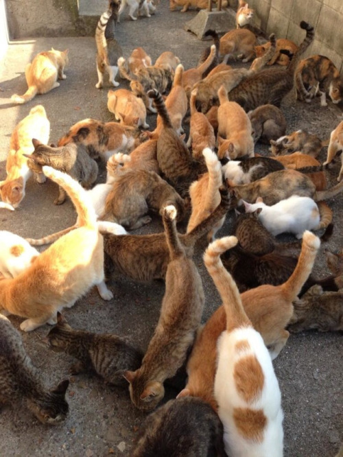 kotakucom:  Japan has not one, but two places that are referred to as “Cat Island.” Can you guess what’s special about them? (It has to do with cats.)