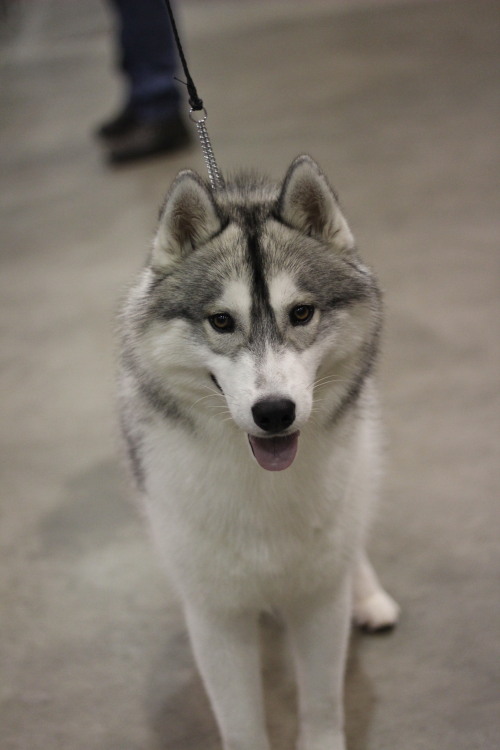 Porn southernsnowdogs:  Lovely head on this boy photos