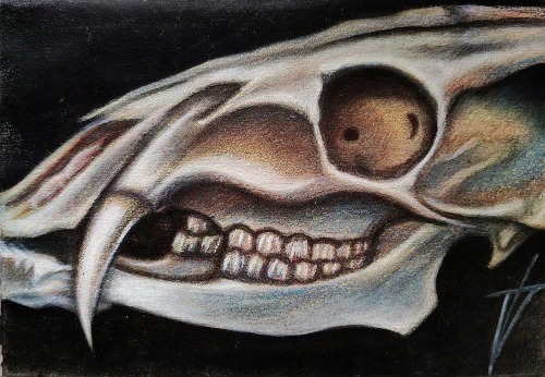 skull-boi - Zkullz...
