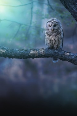 owlsstuff:  More irresistible owls here: