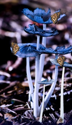 ecogboutique:  Image source: Blue mushroom with butterfly ~ “The earth has music for those who listen” 