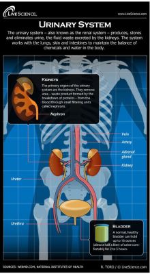 medicalbasics:  Diagram of the Human Urinary System (Infographic) #medschool #doctor #medicalstudent #medicalschool #resources #step1 #study #inspiration #school #tips