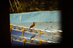 Baby pigeon learning how to fly in my garden