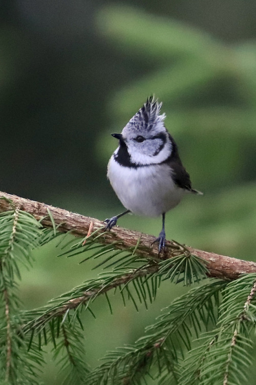  Crested tit/tofsmes.