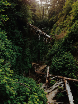 musictomyheartx:  Fern canyon by kevinrussmobile on Flickr. 