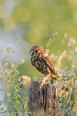 Anticipation _ Little Owl Staring At Its Prey by thrumyeye 