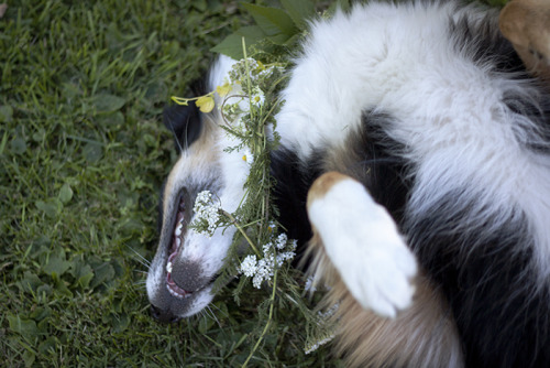 murmeldjur:  I made Sheila a flower collar and it was fun for about 15 minutes then we took it of. 