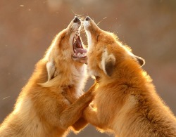 theverge:  beautiful-wildlife:  Red Fox Fight by Roeselien