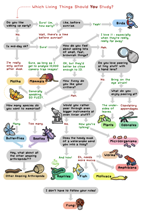 birdandmoon:Need help figuring out which living things to study? I’ve got you covered!Buy this chart
