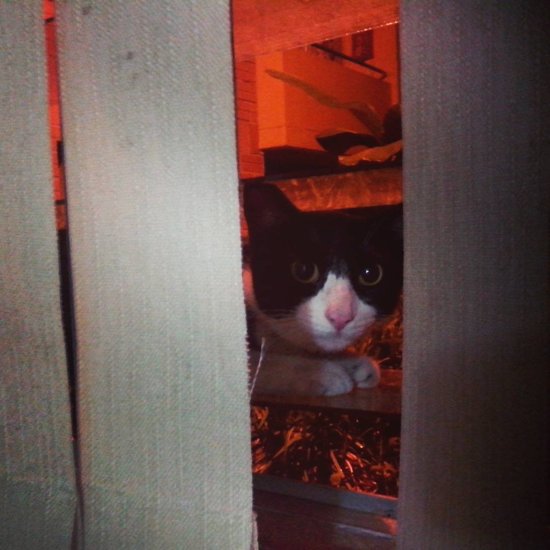 La Chimue ayer triste, no podía salir por la lluvia.