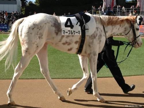 all-the-horses:Marble CakeKing Kamehameha x ShirayukihimeThoroughbred, MareBorn 2011This racehorse w