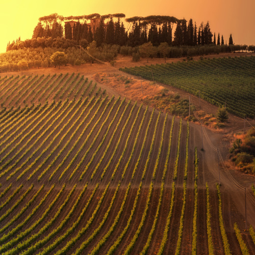 The lush grapevines under the Tuscan Sun da Ben The ManTramite Flickr:Chianti is a red Italian wine 