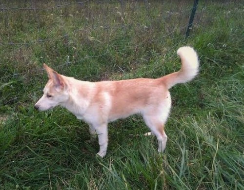 Saffron definitely got her dad’s tail