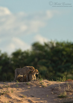 llbwwb:  Dune cuddles by Morkel Erasmus.