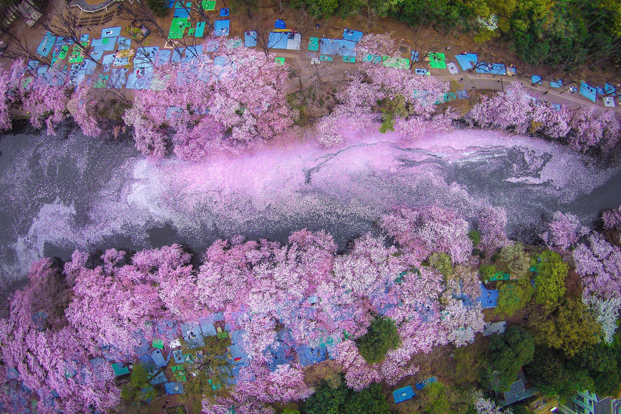 Cherry Blossoms at the Sakura River in Japan.
Photograph by Danilo Dungo, National Geographic Your Shot