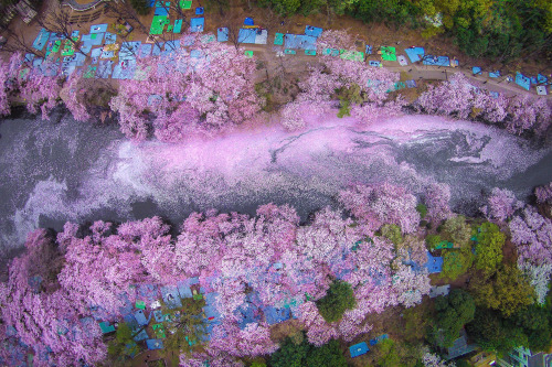 Cherry Blossoms at the Sakura River in Japan.Photograph by Danilo Dungo, National Geographic Your Sh