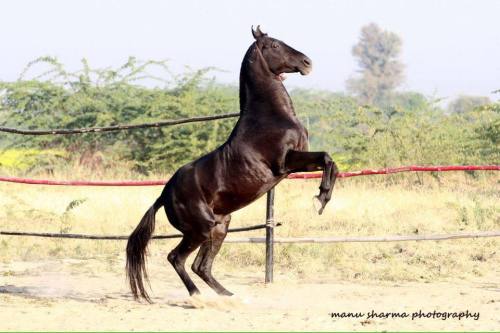 caelidra:all-the-horses:NaagrajBy HansrajMarwari, StallionEARS!!!