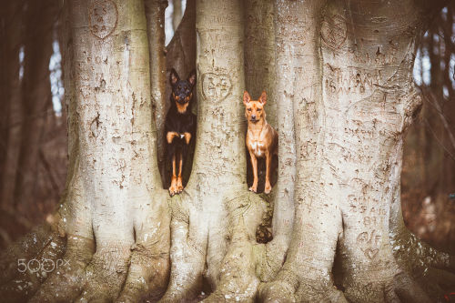 handsomedogs: Benjamin Piper | Sisterly