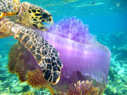 breathinginbiology:Sea turtle enjoying a jellyfish meal. 