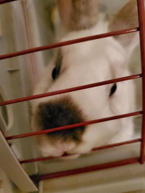 Nibblin'