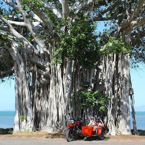 oceaniatropics:  banyan tree, magnetic island, queensland, australia, by calliepupstagram