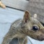isthataraccoon