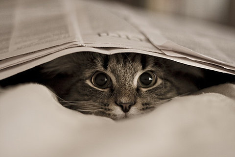 cuteanimalsaww:  Follow For Cute Animals Everyday