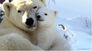 my-teen-quote:  feeling sad? look at this baby animal blog!