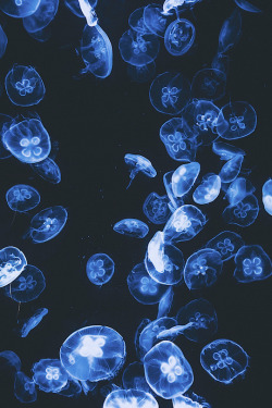 thelavishsociety:  Jellyfish by Ryan Millier