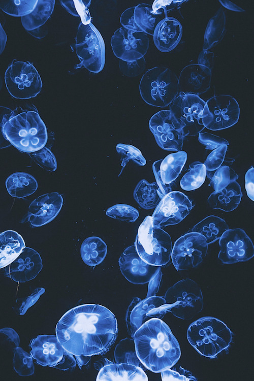 thelavishsociety:  Jellyfish by Ryan Millier | LVSH