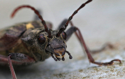 Suddenly, these longhorn beetles - Rhagium bifasciatum - are popping up all over the place!