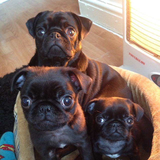 ihugpugs:Dog Lover Shirts: http://bit.ly/1sIvs6I