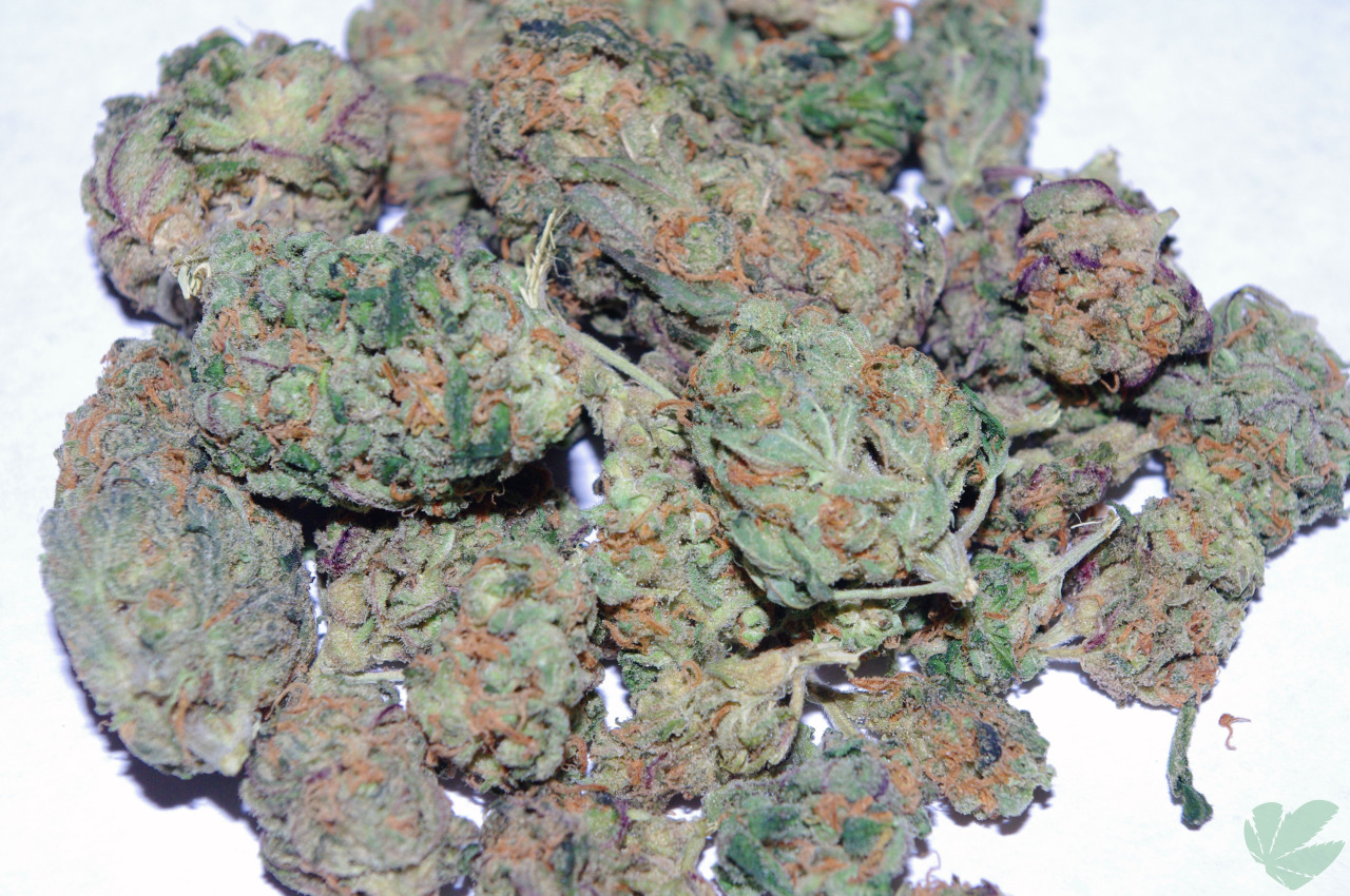 weedporndaily:  cheese/lavender