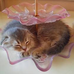 awwww-cute:  She found the perfect spot to nap. (Source: http://ift.tt/1SHklTE) 