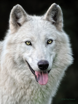 llbwwb:  &lsquo;Arctic wolf&rsquo; by Dexter Bressers