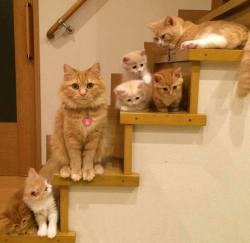 cute-overload:  Meet the family.http://cute-overload.tumblr.com source: http://imgur.com/r/aww/kOvqevM