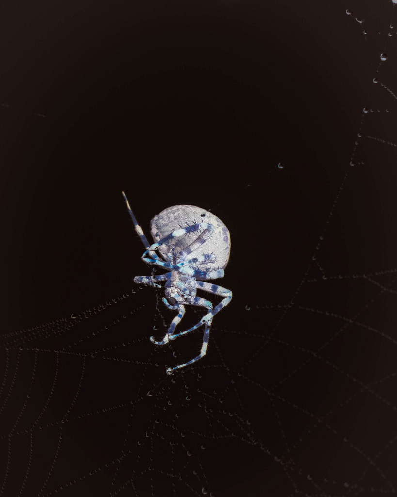 spider, 2014