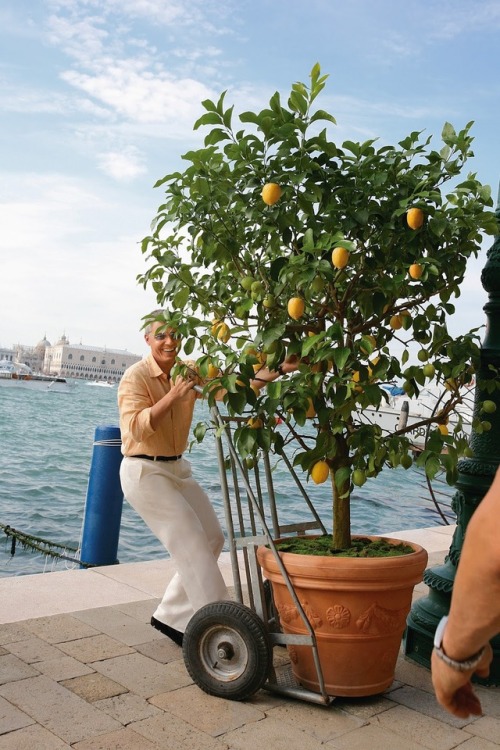 Fonte David Monn, hands on, using lemon trees in for a dinner for 250 in honor of Ellsworth Kelly he