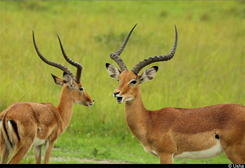 Impala (Aepyceros melampus)