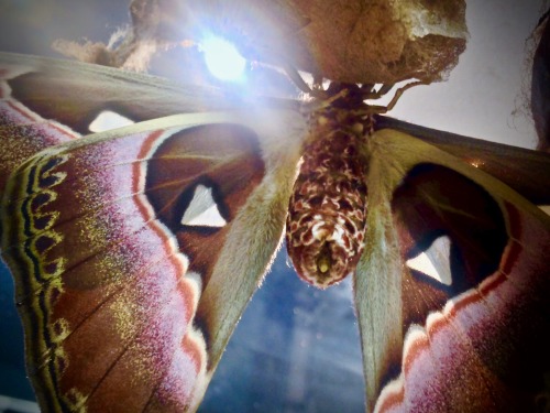 Atlas moth (Attacus atlas) ♀I give you, moth butt. 