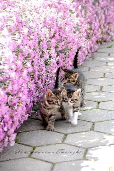 romanceoftheworld: Kittens and flowers… the best!!