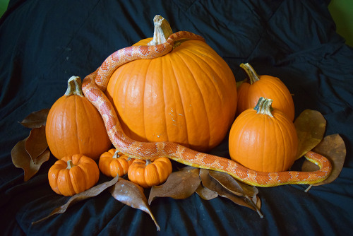 scalestails: Charlie is the best model! I decided to get some fall photos of the critters.