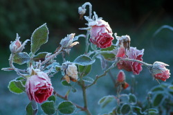 afaerytalelife: Summer’s Sweetness Frozen, by Kosara’s Rose Garden.