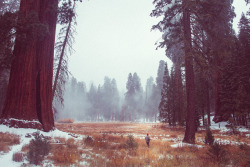 heimaland:  The Coopman (by Matt Lief Anderson)