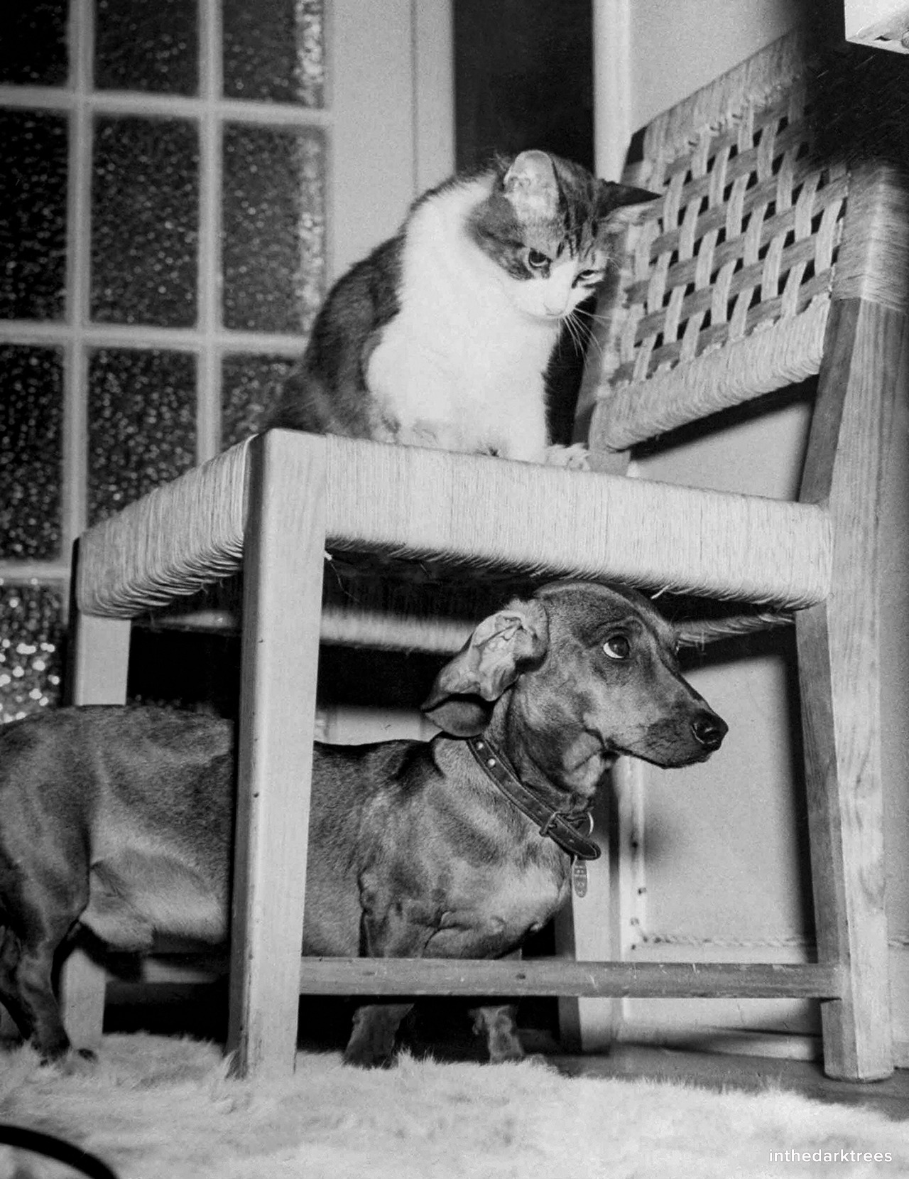 Safe for the moment under chair, 

Rudy the Dachshund

waits apprehensively for another dive bomber attack by Trudy the 